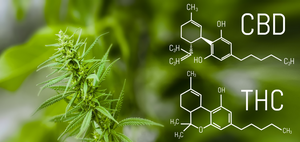 Do You Need THC in Your CBD?