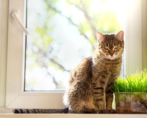 Giving Your Pet CBD