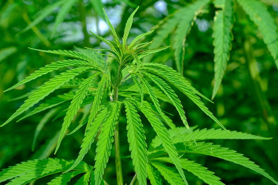 INDUSTRIAL HEMP - ALL YOU NEED TO KNOW