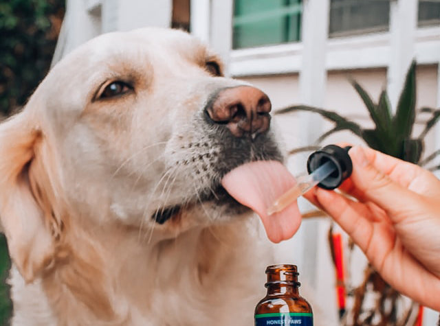 Guide on How to Get the Most Out of CBD Oil and Treats for Pets