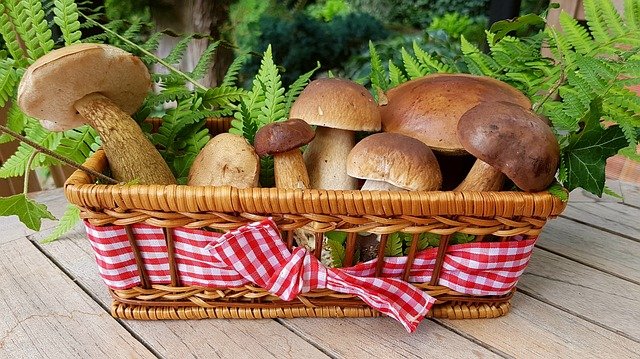 9 Irresistible Benefits Of Eating Mushrooms You Must Know
