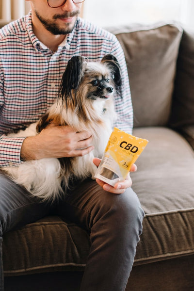 CBD for Your Pet – Your Important Questions Answered