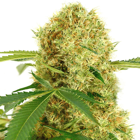 Learn About the Benefits and History of White Widow