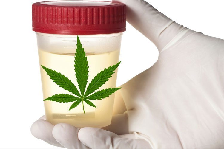 Can CBD Oil Appear on a Drug Test?